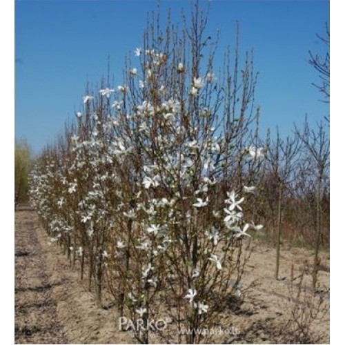 Magnolija japoninė (Magnolia kobus) 'FASTIGIATA'