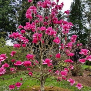 Magnolija (Magnolia) 'FELIX JURY'