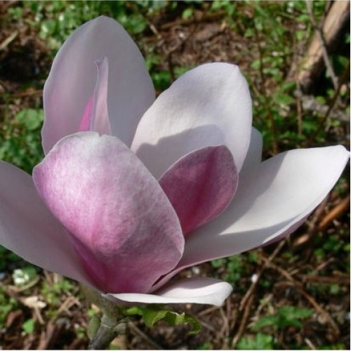 Magnolija puošnioji (Magnolia denudata) 'FRAGRANT CLOUD' (syn. DAN XIN)