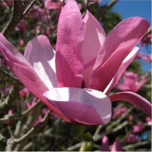 Magnolija (Magnolia) 'GALAXY'