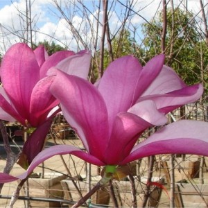 Magnolija (Magnolia) 'GALAXY'