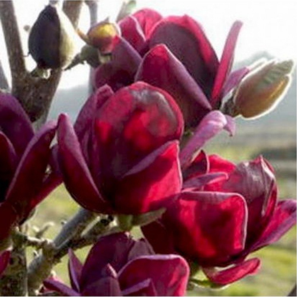 Magnolija (Magnolia) 'GENIE'®