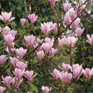 Magnolija sulanžo (Magnolia soulangeana) 'HEAVEN SCENT'