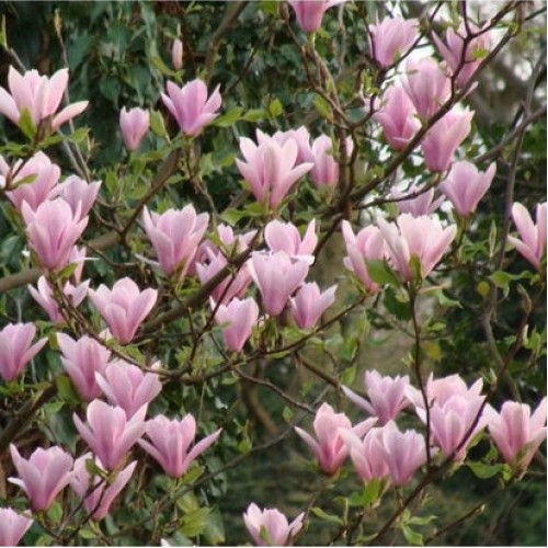 Magnolija sulanžo (Magnolia soulangeana) 'HEAVEN SCENT'