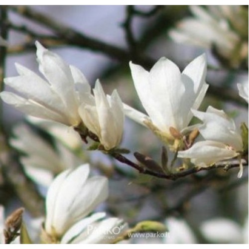 Magnolija japoninė (Magnolia kobus) 