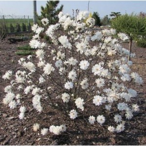 Magnolija Lebnerio (Magnolia loebneri) 'MAG'S PIROUETTE'