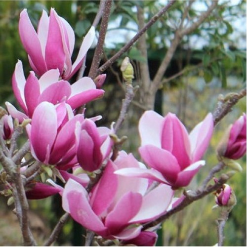 Magnolija lelijažiedė (Magnolia liliiflora) 'ORCHID'