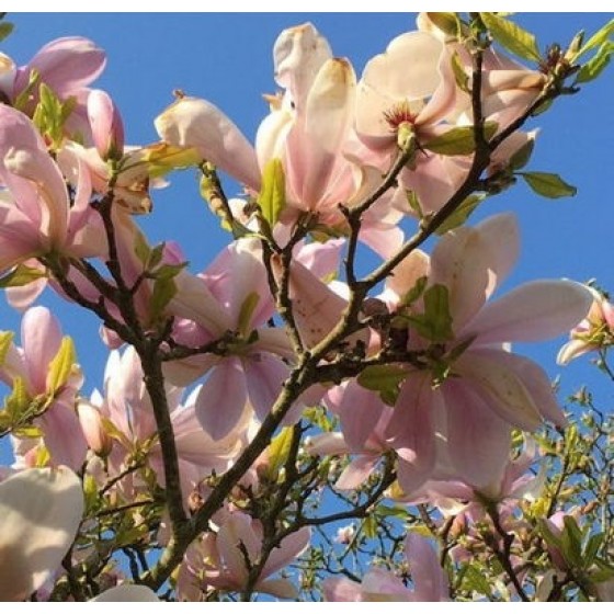 Magnolija (Magnolia) 'PINKIE'