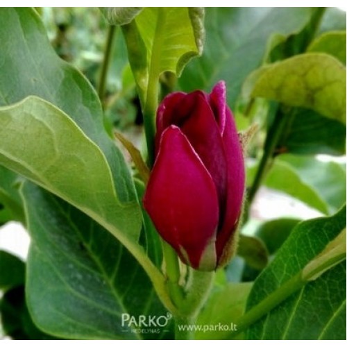 Magnolija (Magnolia) 'RED as RED'