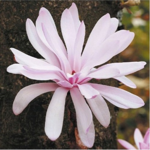Magnolija žvaigždėtoji (Magnolia stellata) 'ROSEA'