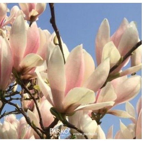 Magnolija (Magnolia) 'ROUGED ALABASTER'