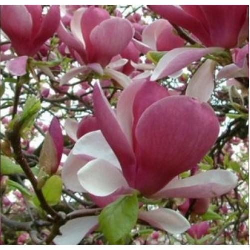 Magnolija sulanžo (Magnolia soulangeana) 'RUSTICA RUBRA'