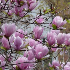Magnolija sulanžo (Magnolia soulangeana) 