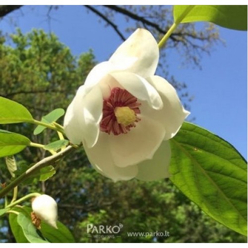 Magnolija smulkiažiedė (Magnolia sieboldii)