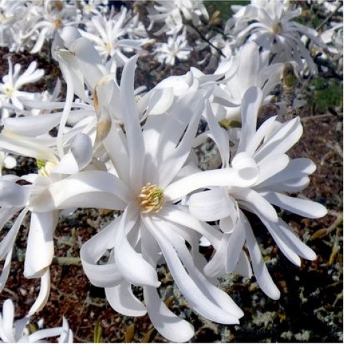 Magnolija žvaigždėtoji (Magnolia stellata)