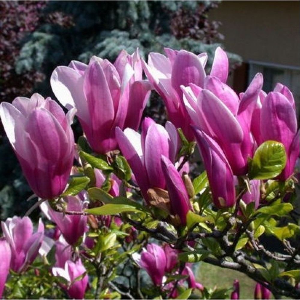 Magnolija (Magnolia) 'SUSAN'