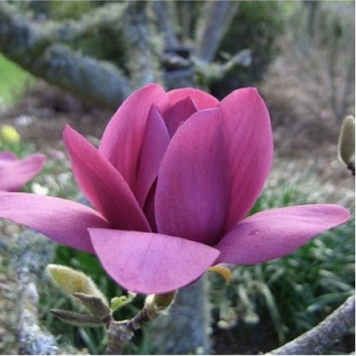 Magnolija (Magnolia) 'VULCAN'