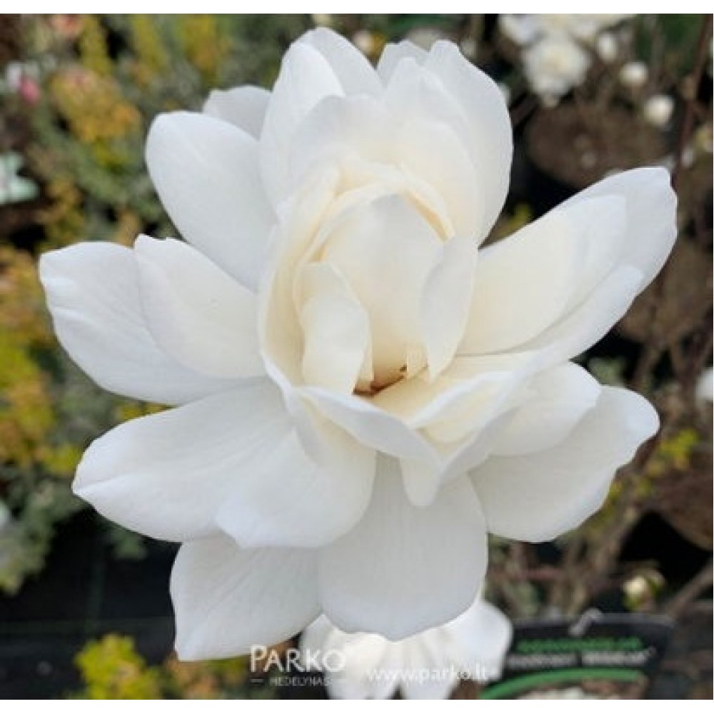 Magnolija Lebnerio (Magnolia loebneri) 'WILDCAT' 