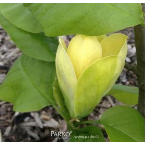 Magnolija Bruklino (Magnolia x brooklynensis) 'YELLOW BIRD'