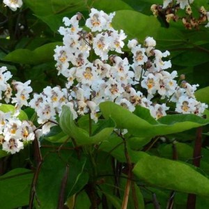 Katalpa paprastoji (Catalpa bungei/Catalpa bignoides)