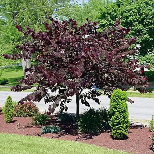 Cersis kanadinis (Cercis canadensis)  'FOREST PANSY'
