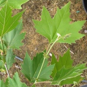 Platanas klevalapis (Platanus x acerifolia) (syn. Platanus x hispanica)