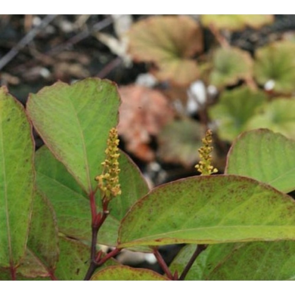 Sapium japonicum (Syn. Neoshirakia japonica)