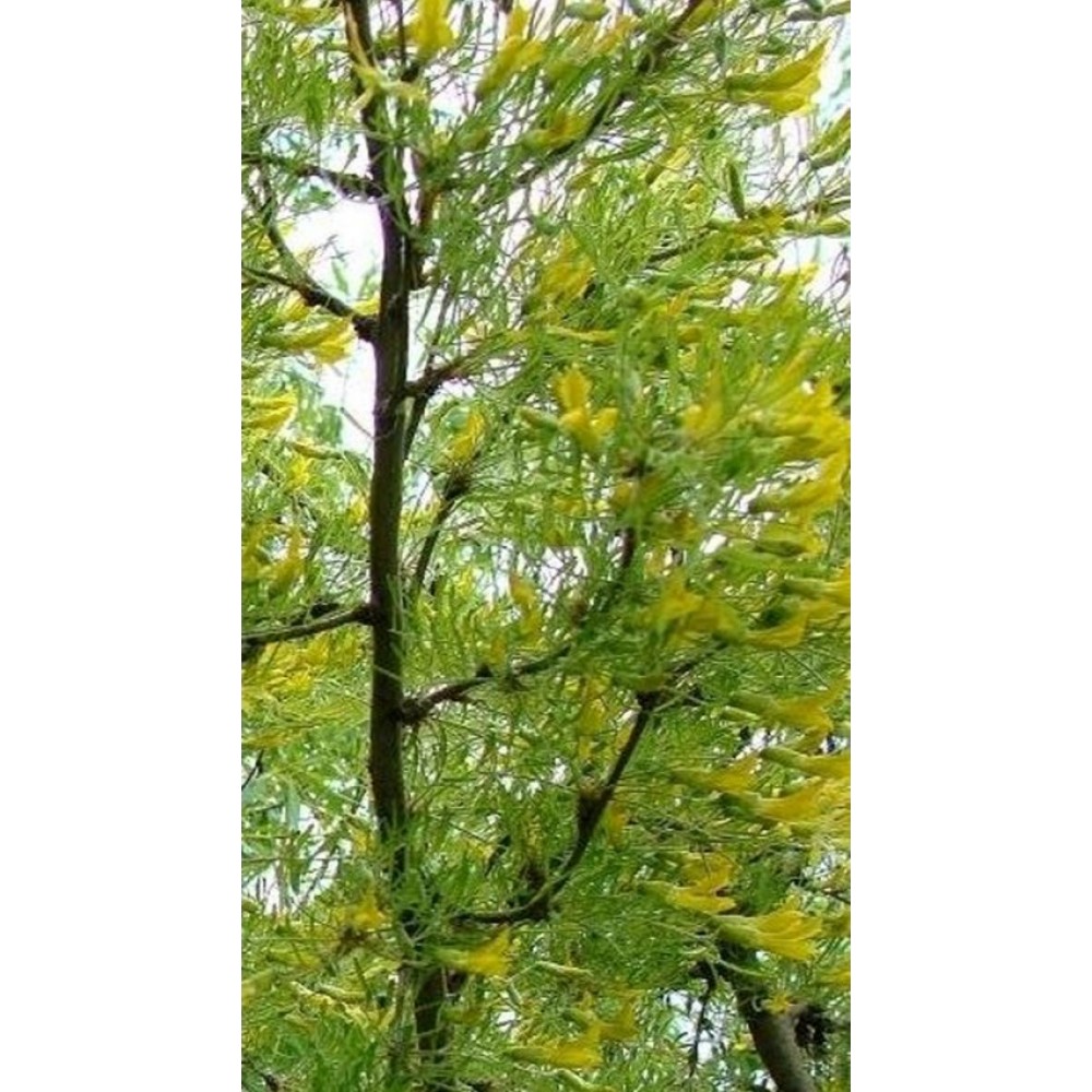 Karagana paprastoji (Caragana arborescens) 'LORBERGII'