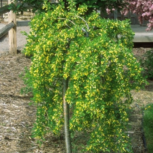 Puošmedis japoninis (Cercidiphyllum japonicum) 'PENDULA'