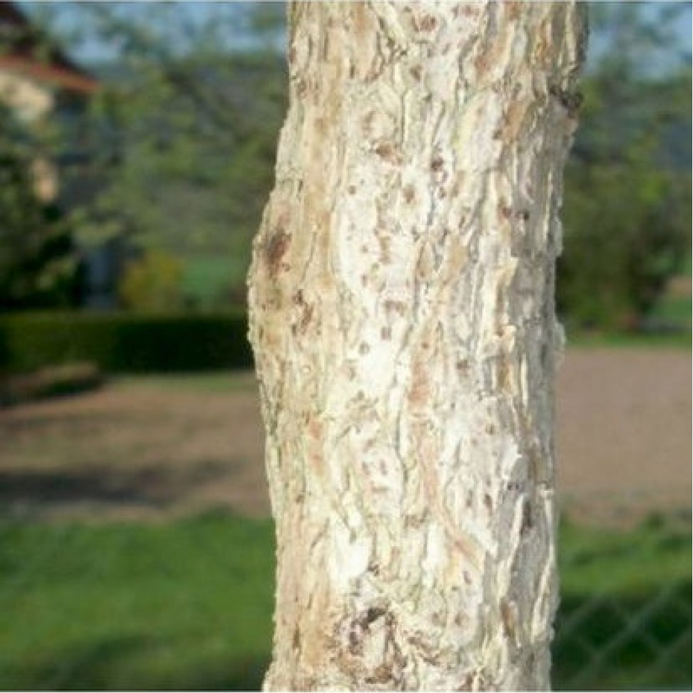 Lazdynas paprastasis (Corylus avellana) 'QUERCIFOLIA'