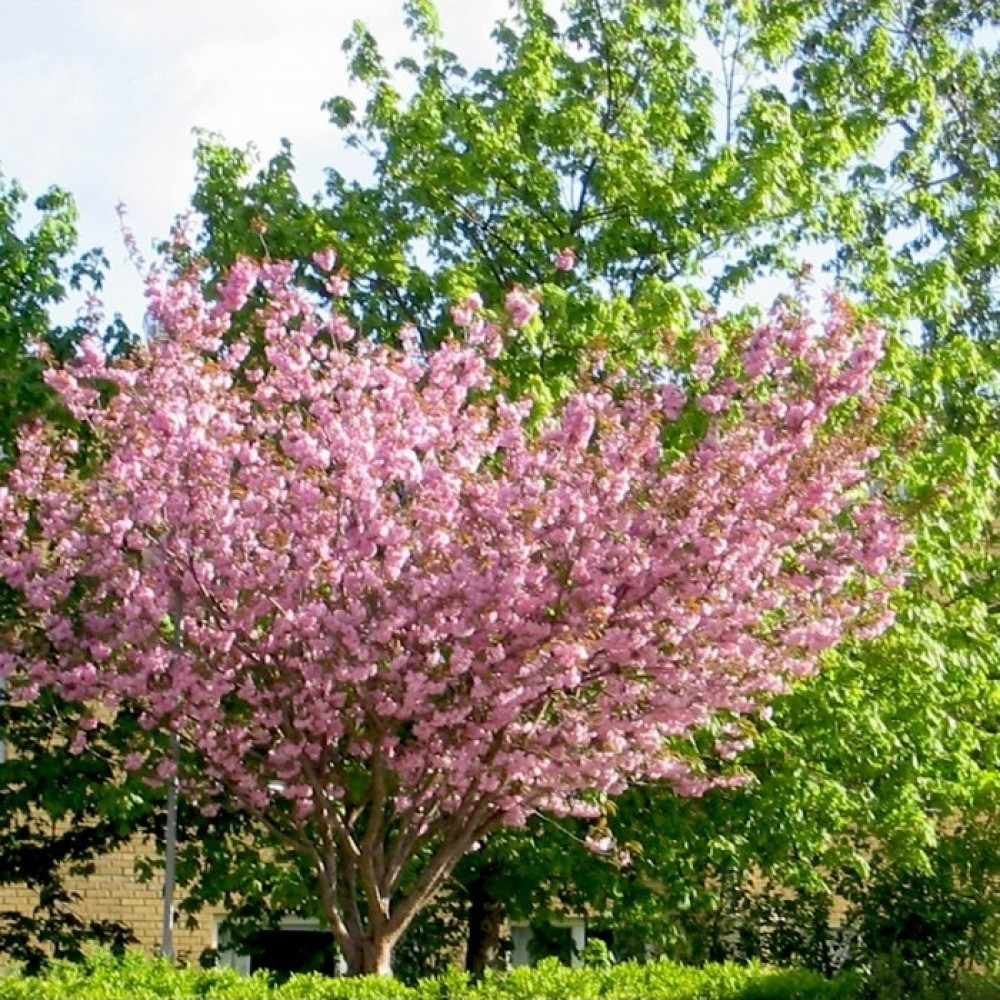 Vyšnia Saržento (Prunus sargentii) 'ACCOLADE' 