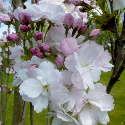 Vyšnia smailiadantė (Prunus serrulata) 'AMANOGAWA'