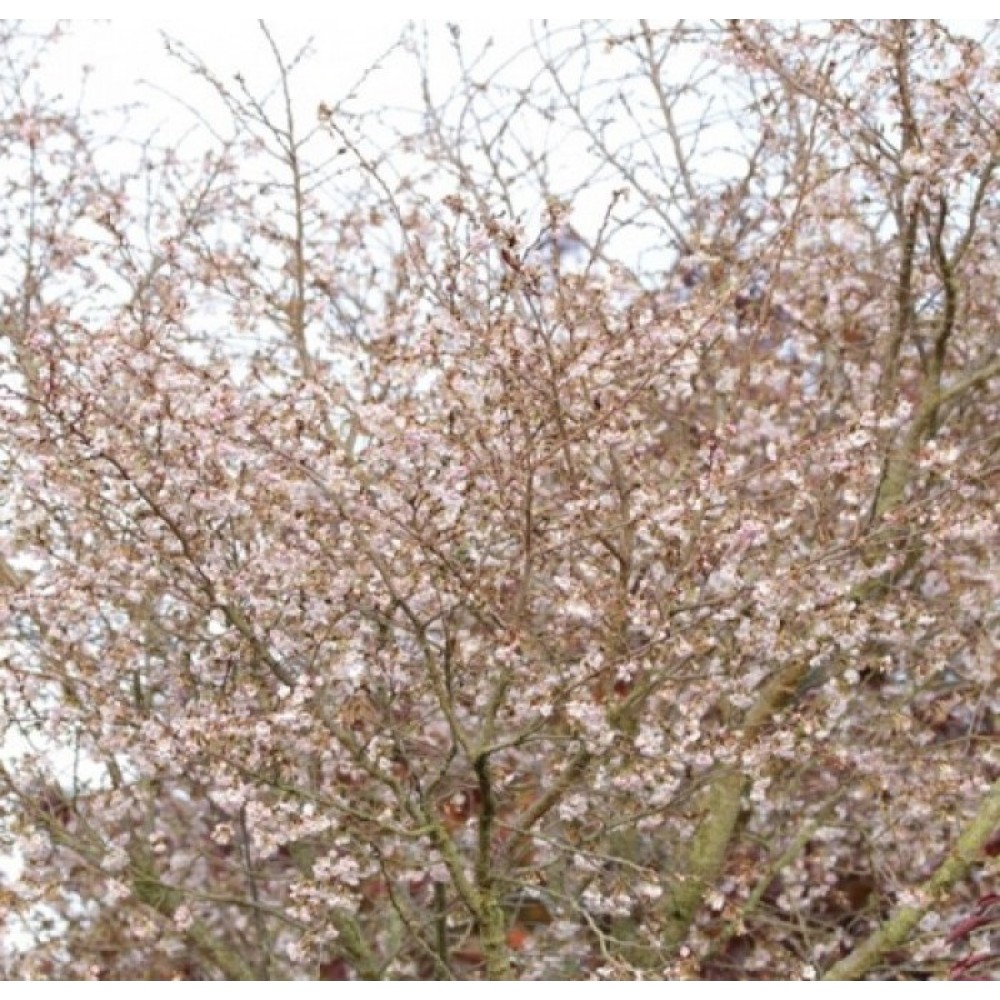 Vyšnia rausvoji (Prunus x subhirtella) 'AUTUMNALIS'