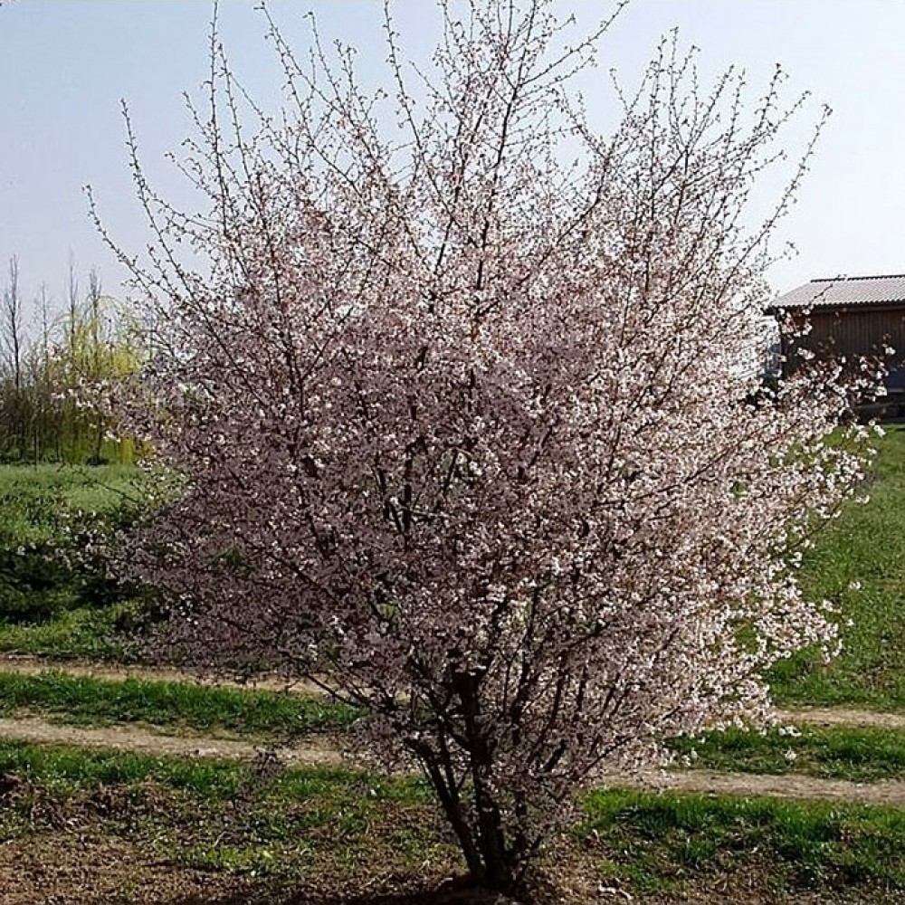 Vyšnia rausvoji (Prunus x subhirtela) 'AUTUMNALIS ROSEA'