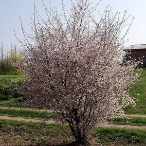 Vyšnia rausvoji (Prunus x subhirtela) 'AUTUMNALIS ROSEA'