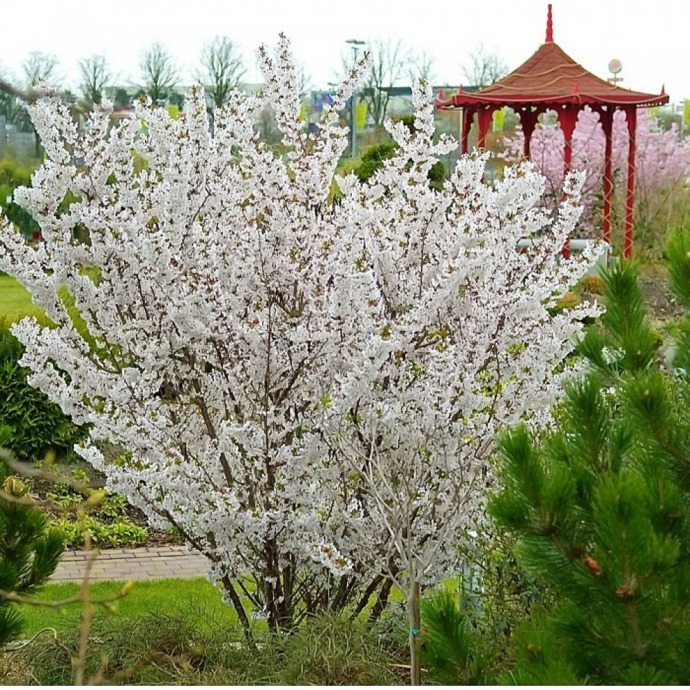 Vyšnia japoninė (Prunus nipponica var. kurilensis) 'BRILLANT'