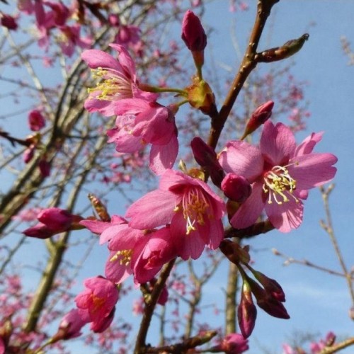 Vyšnia (Prunus) 'COLLINGWOOD INGRAM'