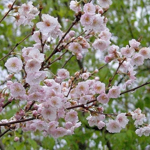 Vyšnia (Prunus subhirtella) (x) 'DAHLEM'
