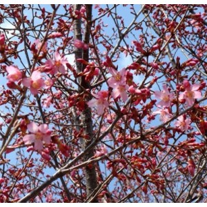 Vyšnia ankstyvoji (Prunus incisa) 'FEBRUARY RED'