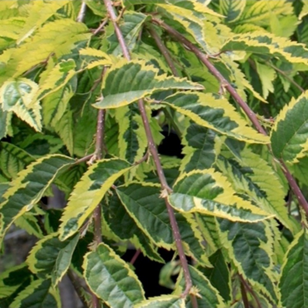Vyšnia ankstyvoji (Prunus incisa) 'FRILLY FROCK'