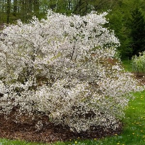 Vyšnia (Prunus) 'HALLY JOLIVETTE'