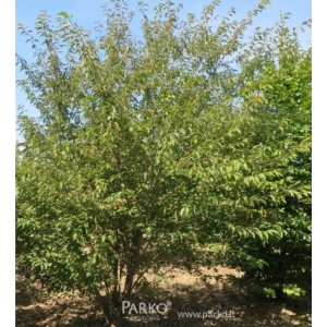 Vyšnia (Prunus) 'HALLY JOLIVETTE'