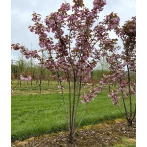 Vyšnia smailiadantė (Prunus serrulata) 'KANZAN'