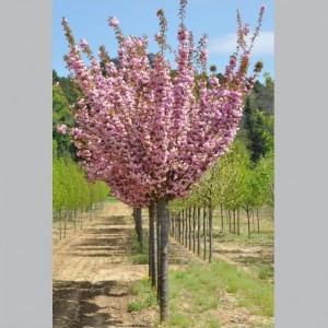 Vyšnia smailiadantė (Prunus serrulata) 'KANZAN'