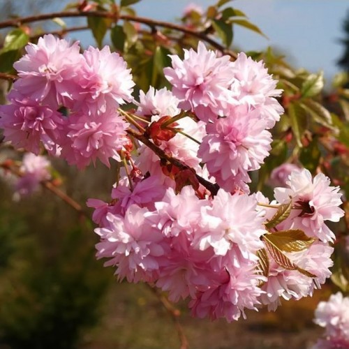 Vyšnia smailiadantė (Prunus serrulata) 'KIKU-SHIDARE'
