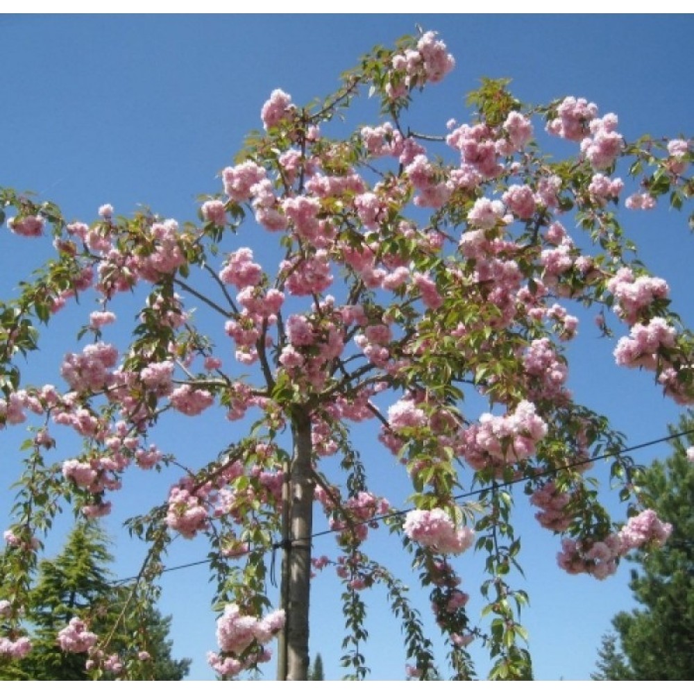 Vyšnia smailiadantė (Prunus serrulata) 'KIKU-SHIDARE'