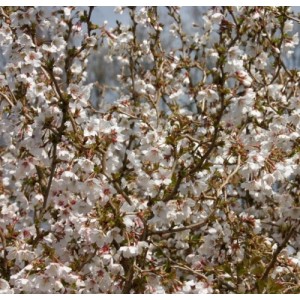 Vyšnia ankstyvoji (Prunus incisa) 'KOJOU-NO-MAI'
