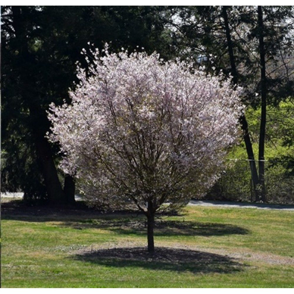 Vyšnia ankstyvoji (Prunus incisa) 'LOTTE'