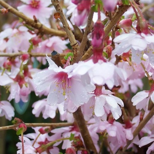 Vyšnia ankstyvoji (Prunus incisa) 'MIKINORI'