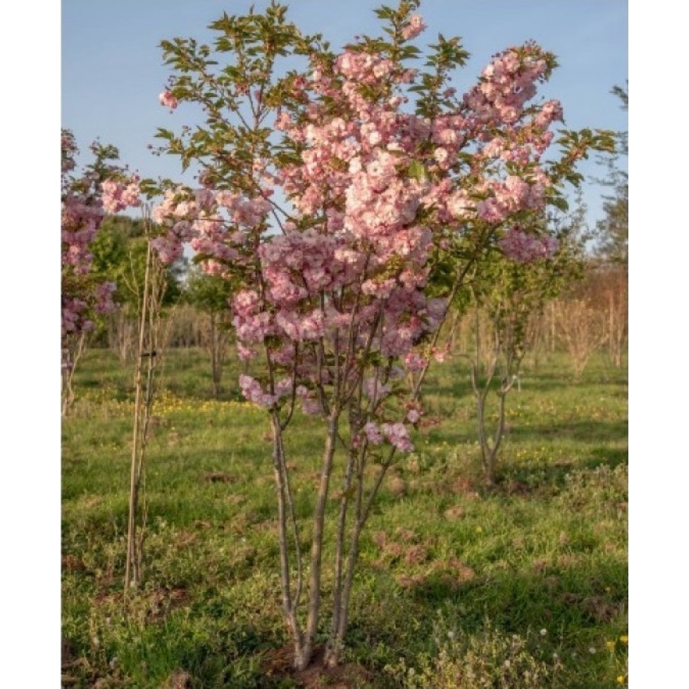 Vyšnia smailiadantė (Prunus serrulata) 'PINK PERFECTION'